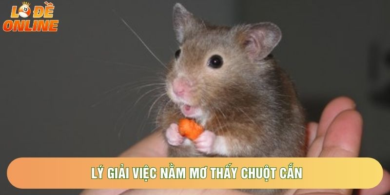 Lý giải việc nằm mơ thấy chuột cắn Lý giải việc nằm mơ thấy chuột cắn