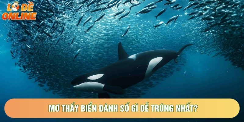 Mơ thấy biển đánh số gì dễ trúng nhất? Mơ thấy biển đánh số gì dễ trúng nhất?